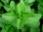 Fresh Mint